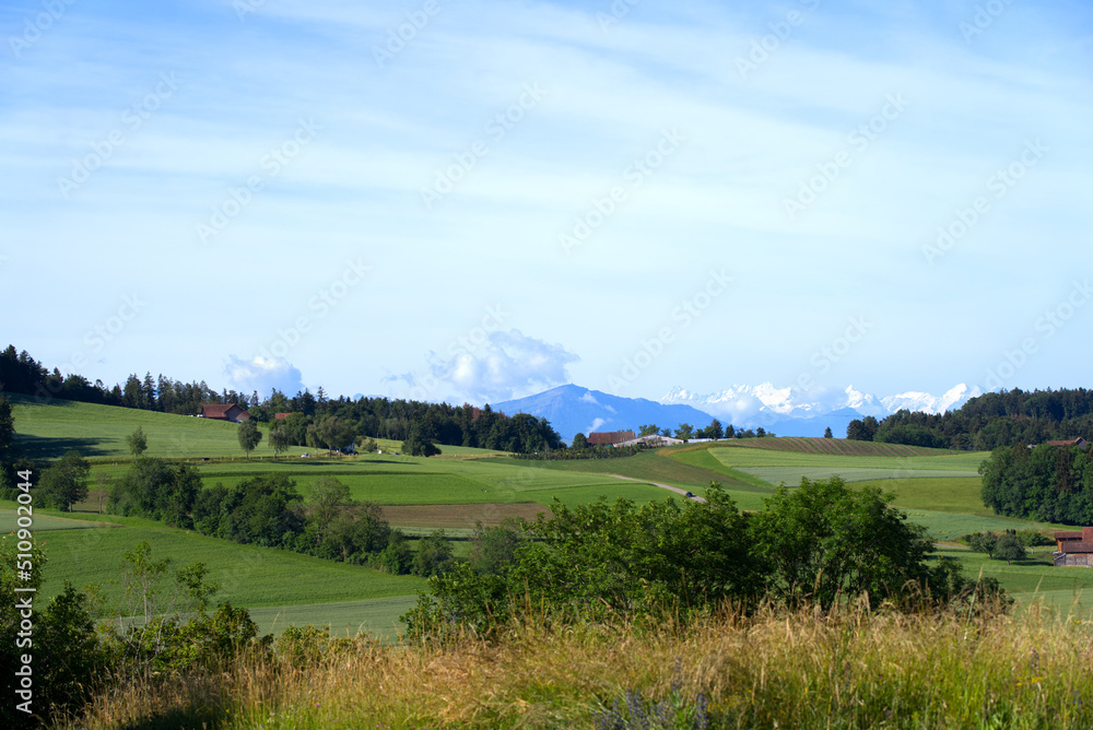 Scenic rural landscape near village Forch, Canton Zürich, on a sunny summer day near village Forch, 