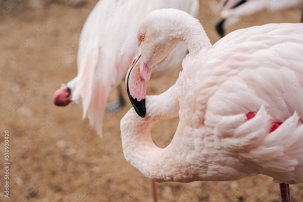 美国火烈鸟的特写照片。美国火烈鹰（Phoenicopterus ruber）或加勒比海fl