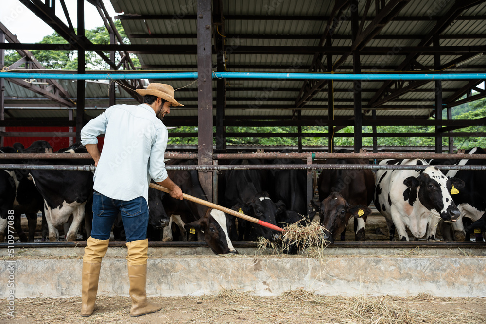 Attractive Caucasian male dairy farmer working alone outdoors in farm. 