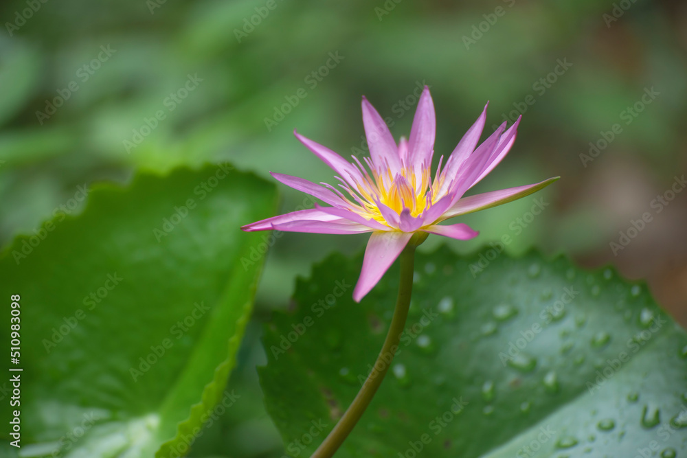 池塘里开着一朵美丽的莲花。