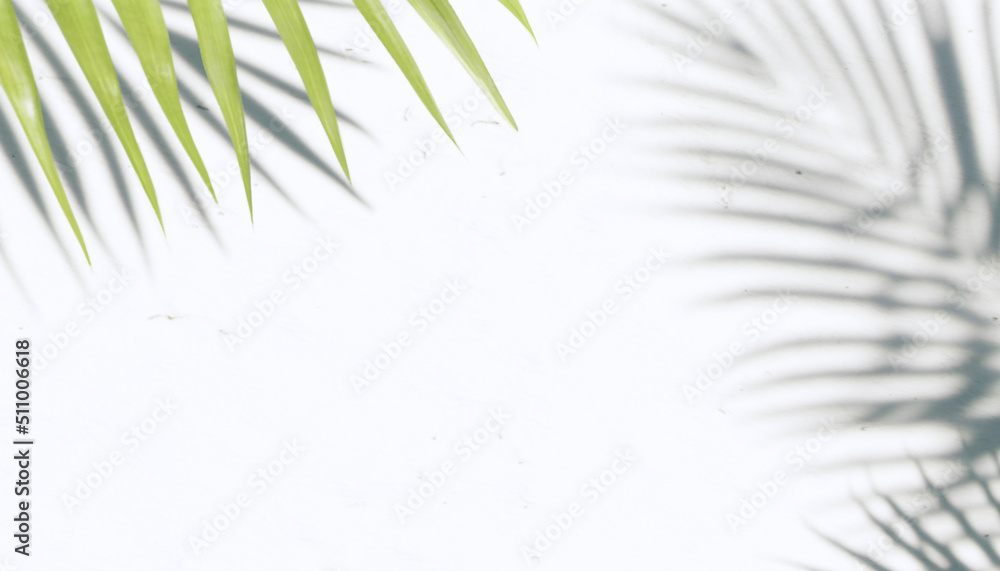 3d render green leaf with shadow on white background