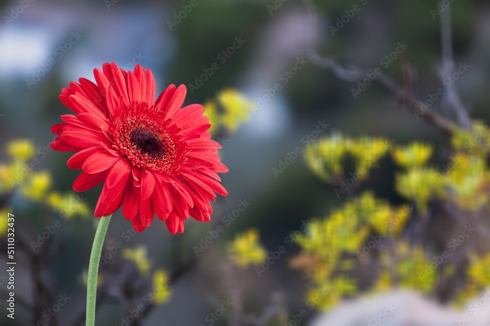 multicolor flowers in the garden, landscape background