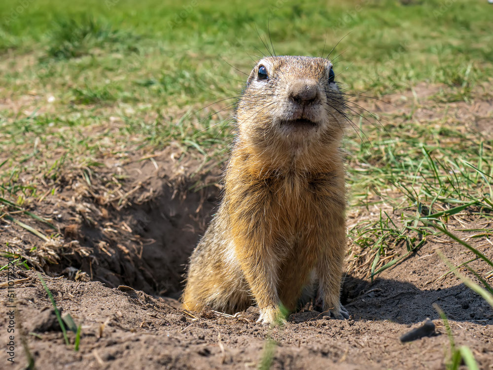 Gopher is standing on the lawn near its hole and looking at the camera. Close-up.