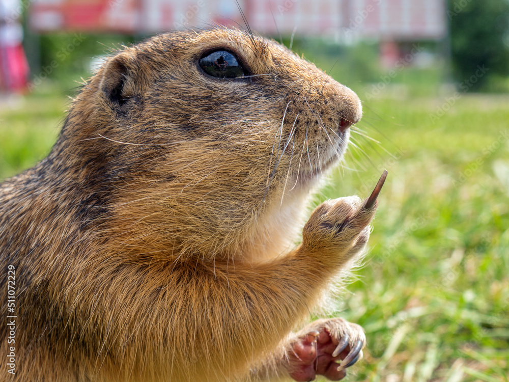 Profile portrait of a gopher on the lawn. Close-up.