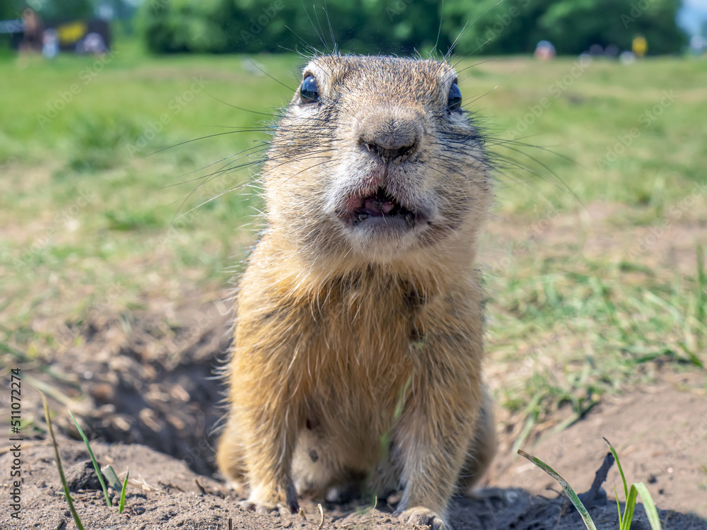 Gopher is standing on the lawn near its hole and looking at the camera. Close-up.