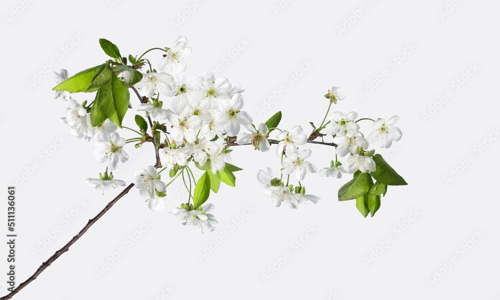 cherry bloom branch, spring concept