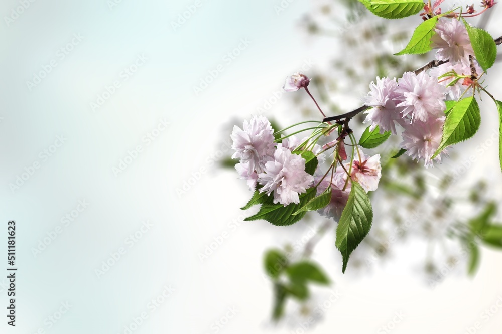 cherry bloom branch, spring concept