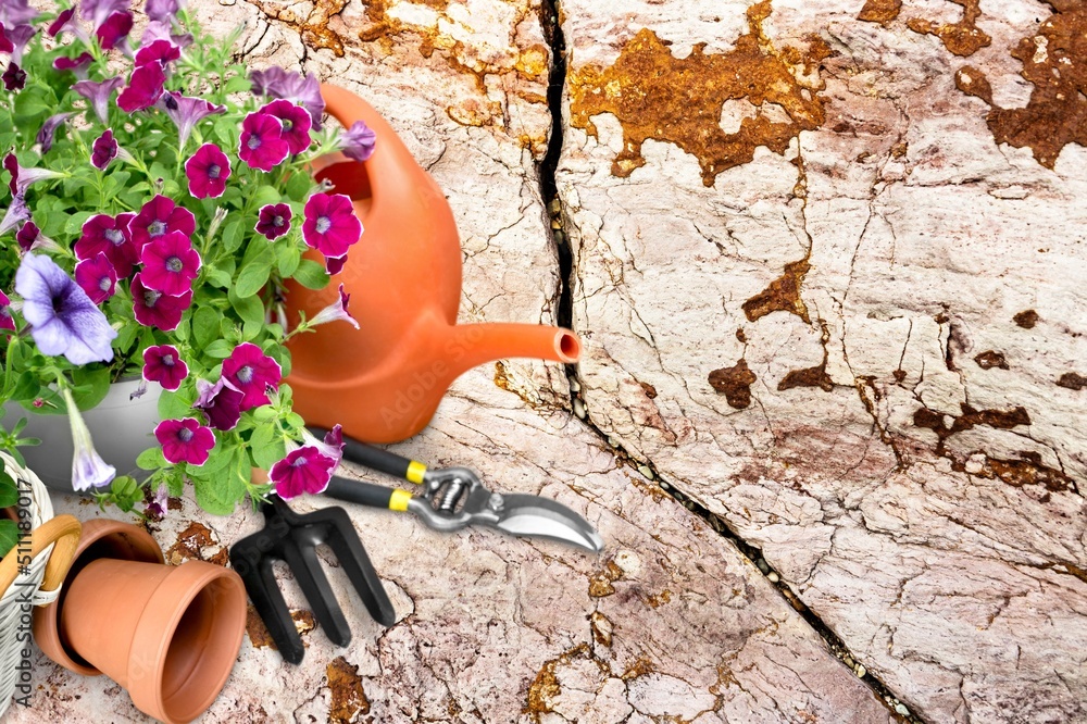 Summer garden life concept. Beautiful petunia flowers in pots outside in the garden.