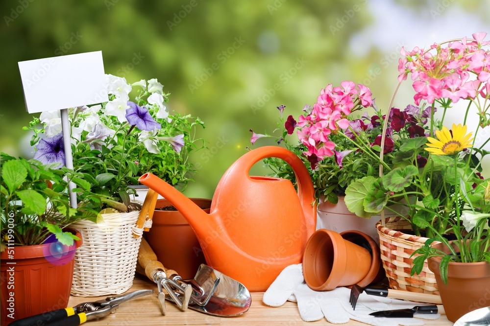 Summer garden life concept. Beautiful petunia flowers in pots outside in the garden.