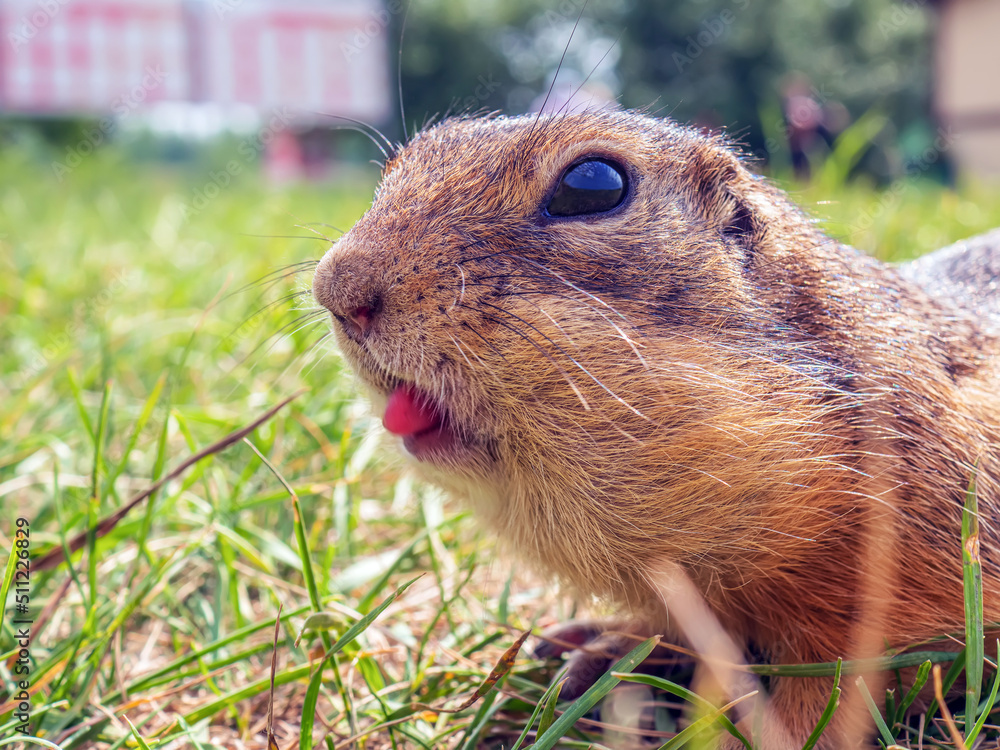 Profile portrait of a ground squirrel with open mouth and protruding tongue on the lawn. Close-up.