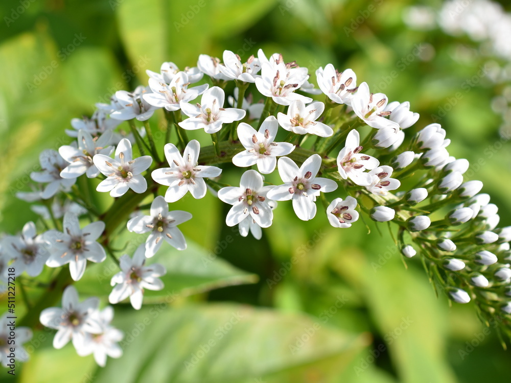 鹅颈松珍珠菜白花