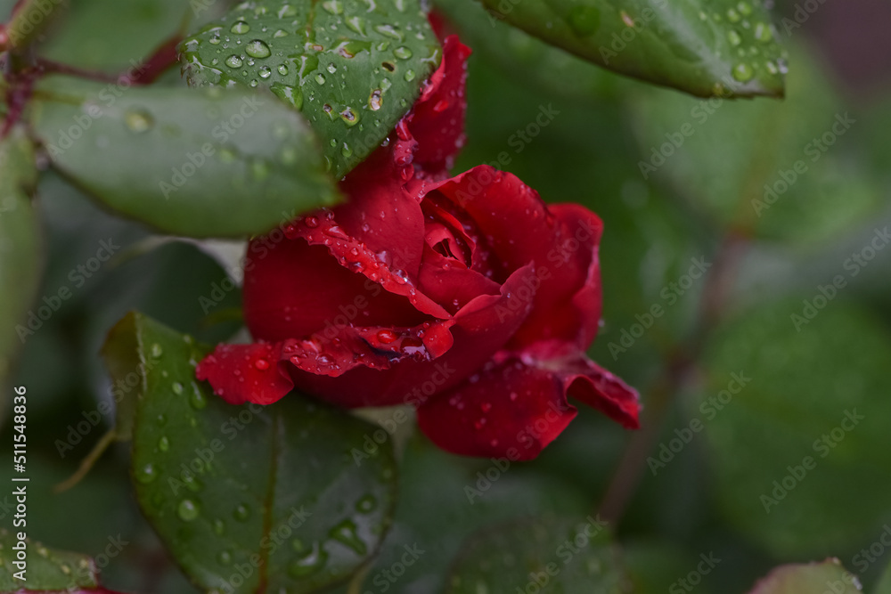 雨后，家里花园里的美丽红玫瑰带着水滴