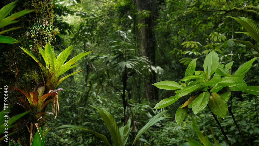 Central American Rain Forest, Costa Rica