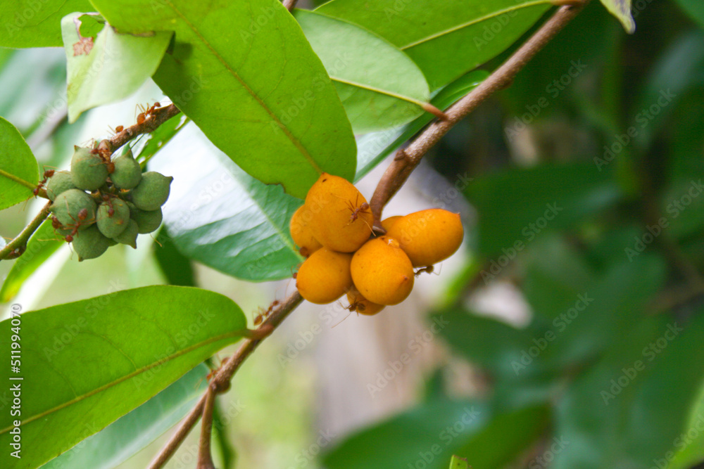 Ellipeiopsis cherrevensis，泰国家庭装饰用野生水果。