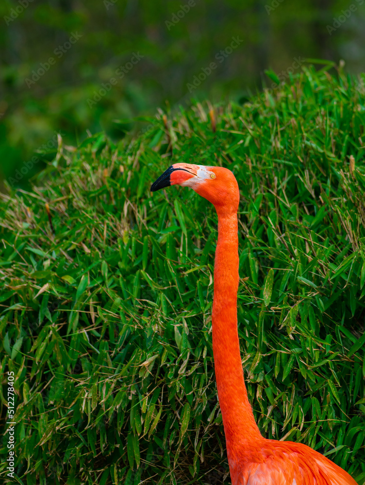 portrait of a red flamingo on a green background