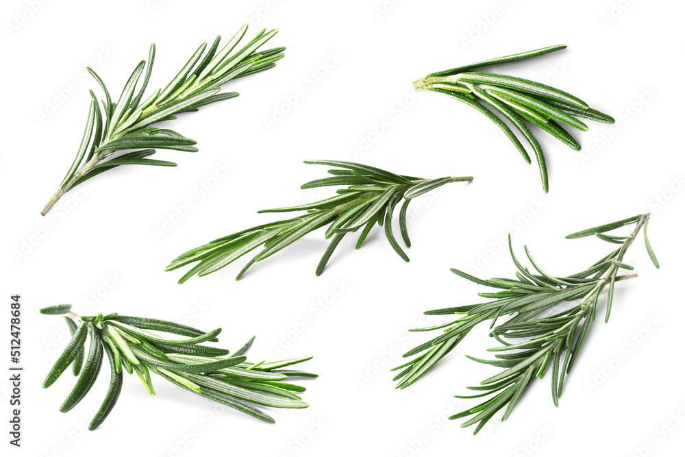 Set of fresh rosemary on white background