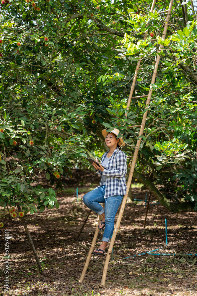 Asia Woman farmer Rambutan fruit Farmer Checking Quality of product Rambutan using tablet or smart p