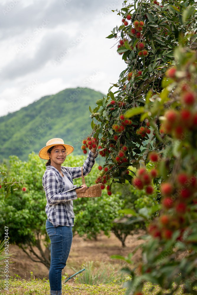 Asia Woman farmer Rambutan fruit Farmer Checking Quality of product Rambutan using tablet or smart p