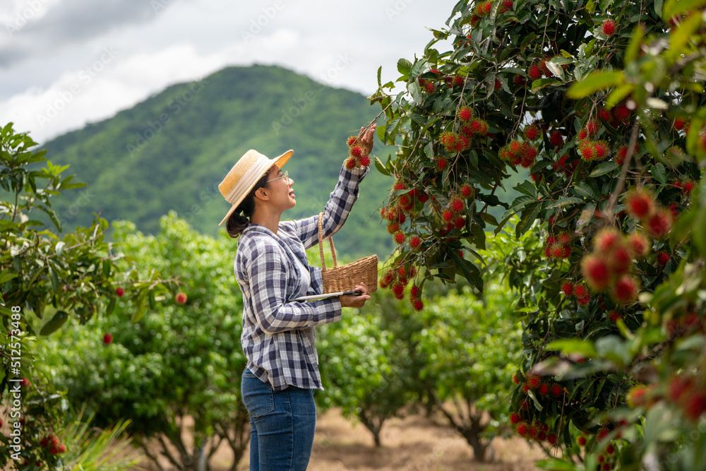 Asia Woman farmer Rambutan fruit Farmer Checking Quality of product Rambutan using tablet or smart p