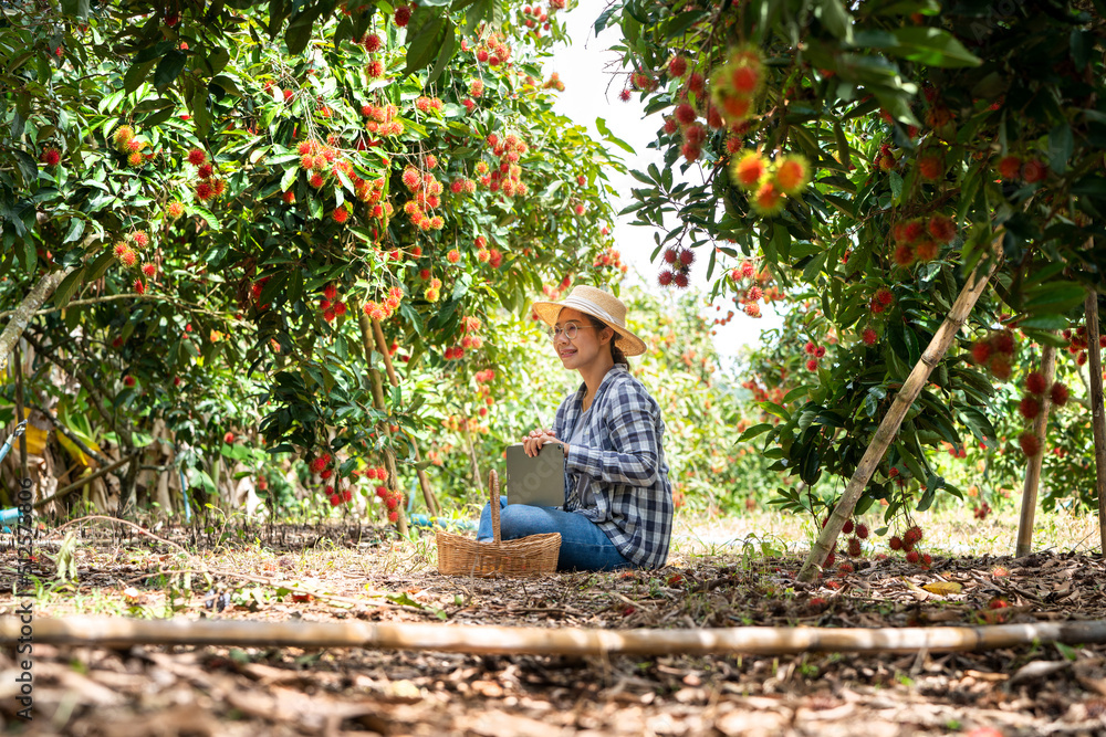 Asia Woman farmer Rambutan fruit Farmer Checking Quality of product Rambutan using tablet or smart p