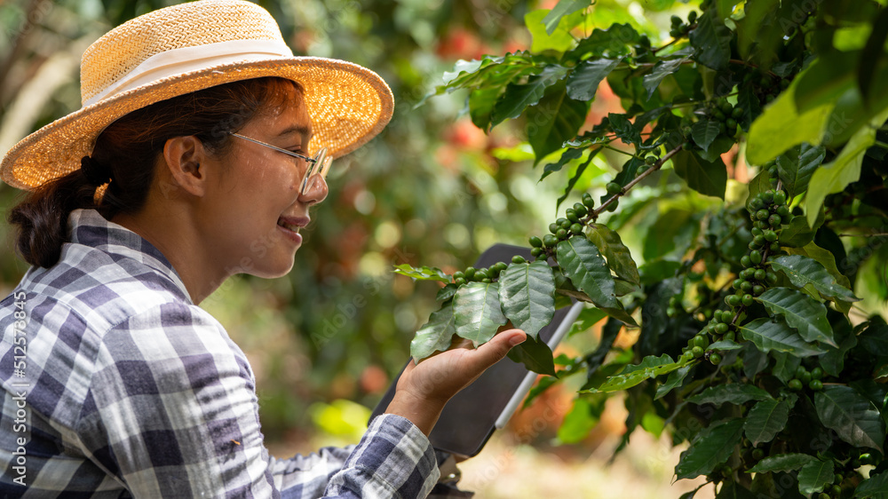 Woman farmer check arabica coffee  beans with tablet farmer berries with agriculturist hands Robusta