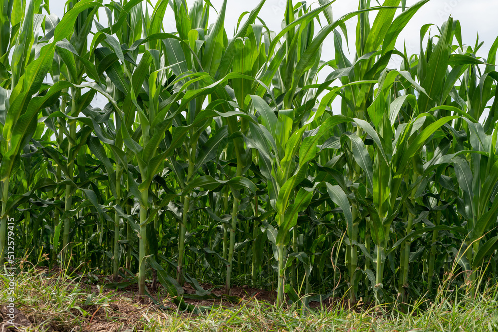 Corn garden plants in Corn field farm