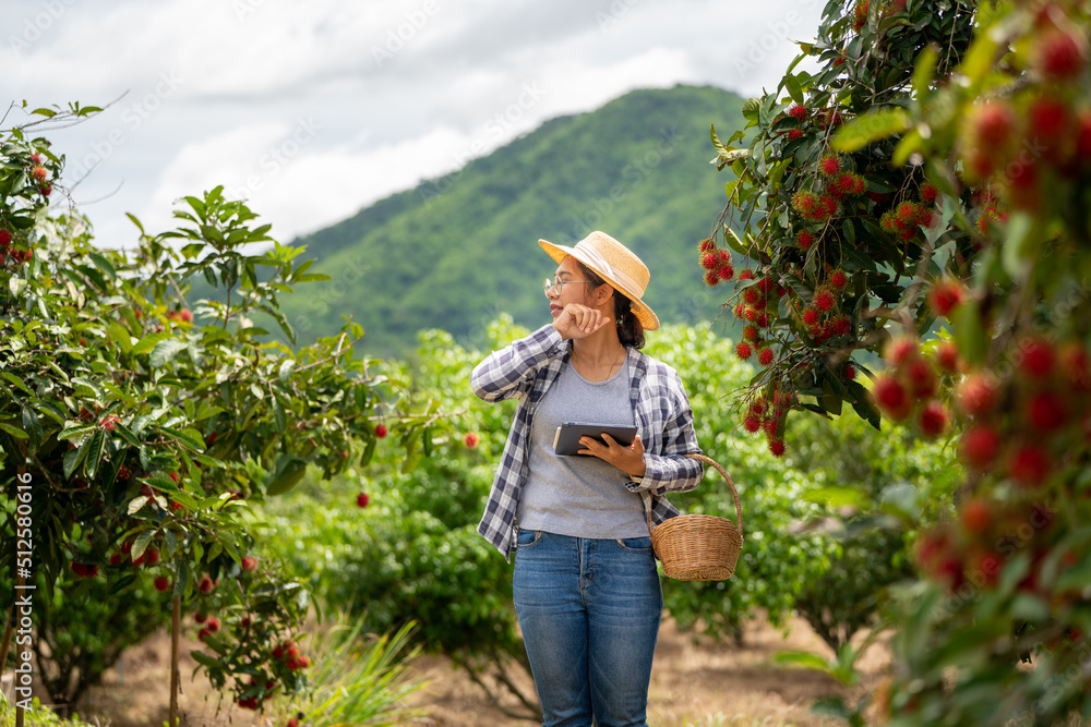 女农民在Farming gr使用Tablet检查红毛丹水果质量时感到疲惫