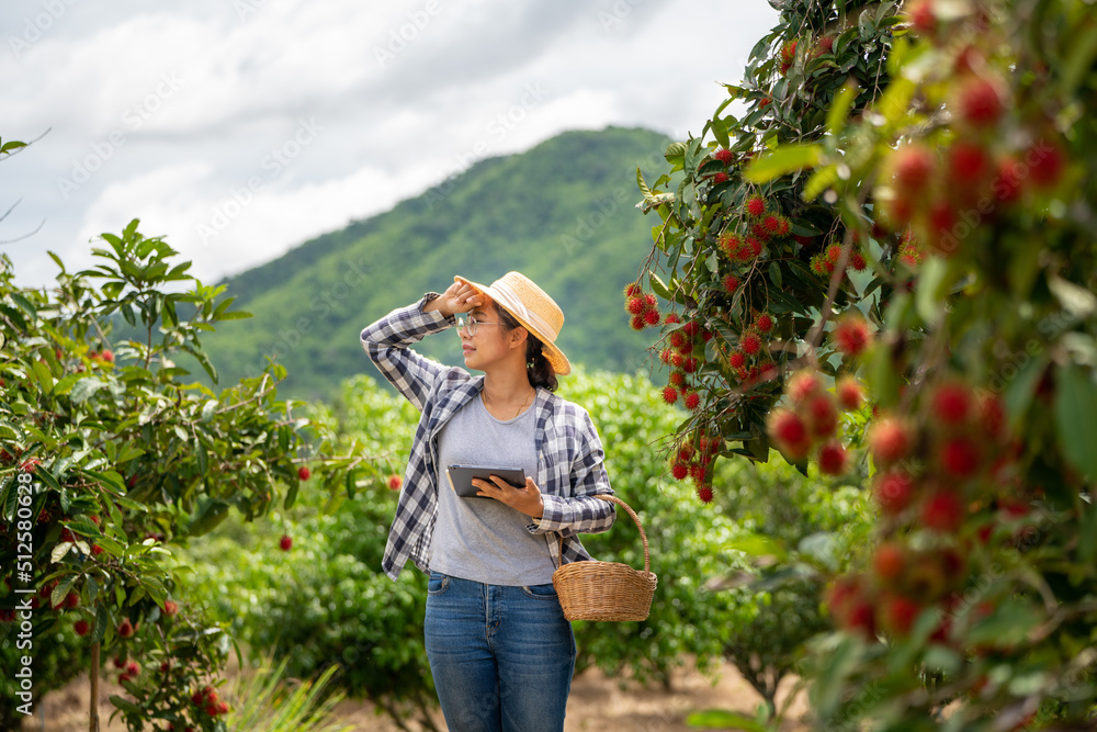 女农民在Farming gr使用Tablet检查红毛丹水果质量时感到疲惫