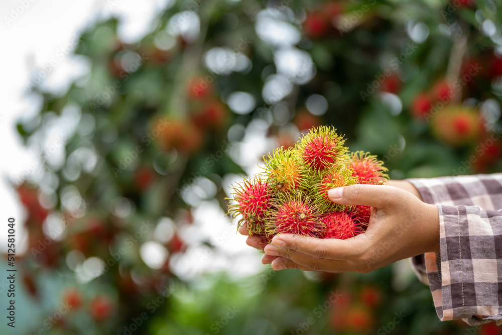 Asia Woman farmer Rambutan Farmer, female farmer holding pile of rambutan from organic farming Green