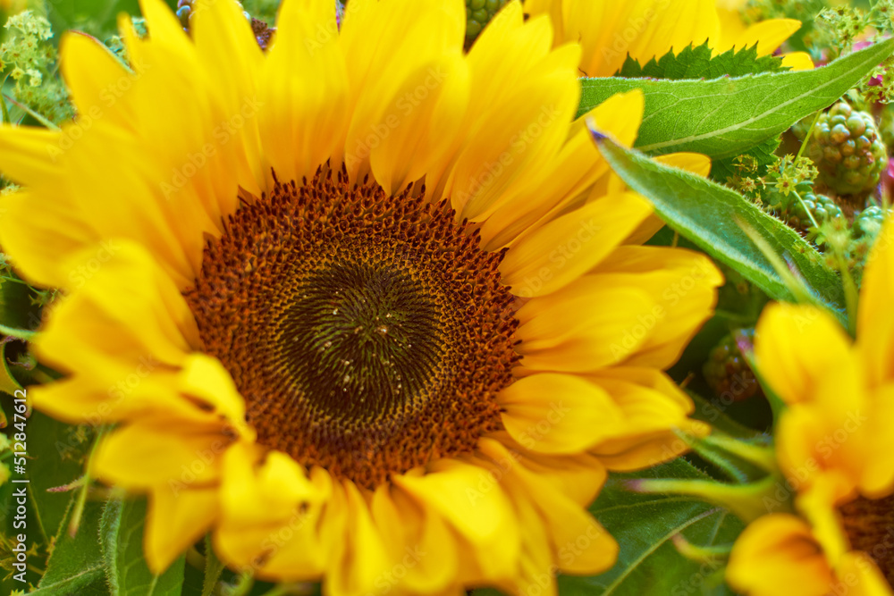 Closeup of a beautiful fresh sunflower in green garden. Zoomed in macro on vibrant and bright, color