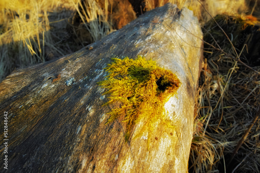 Closeup of green moss growing on the bark of a fallen tree in an empty Denmark swamp in early spring