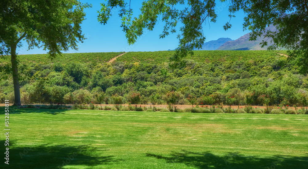 西开普省Stellenbosch区的Cape Winelands。葡萄园或葡萄园的绿色景观