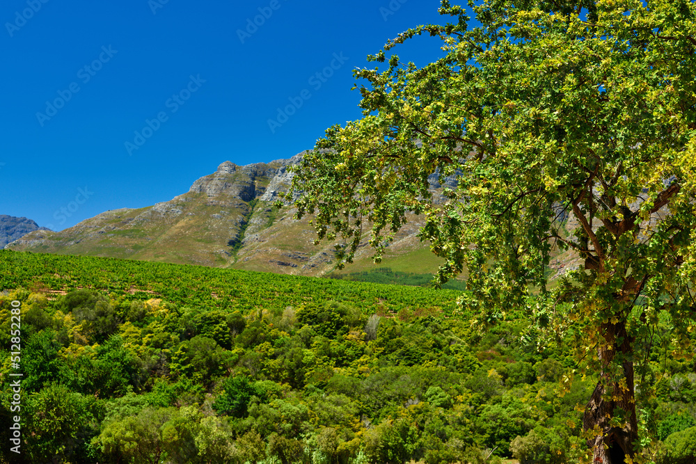 南非西开普省Stellenbosch区。南非最著名的葡萄酒产区