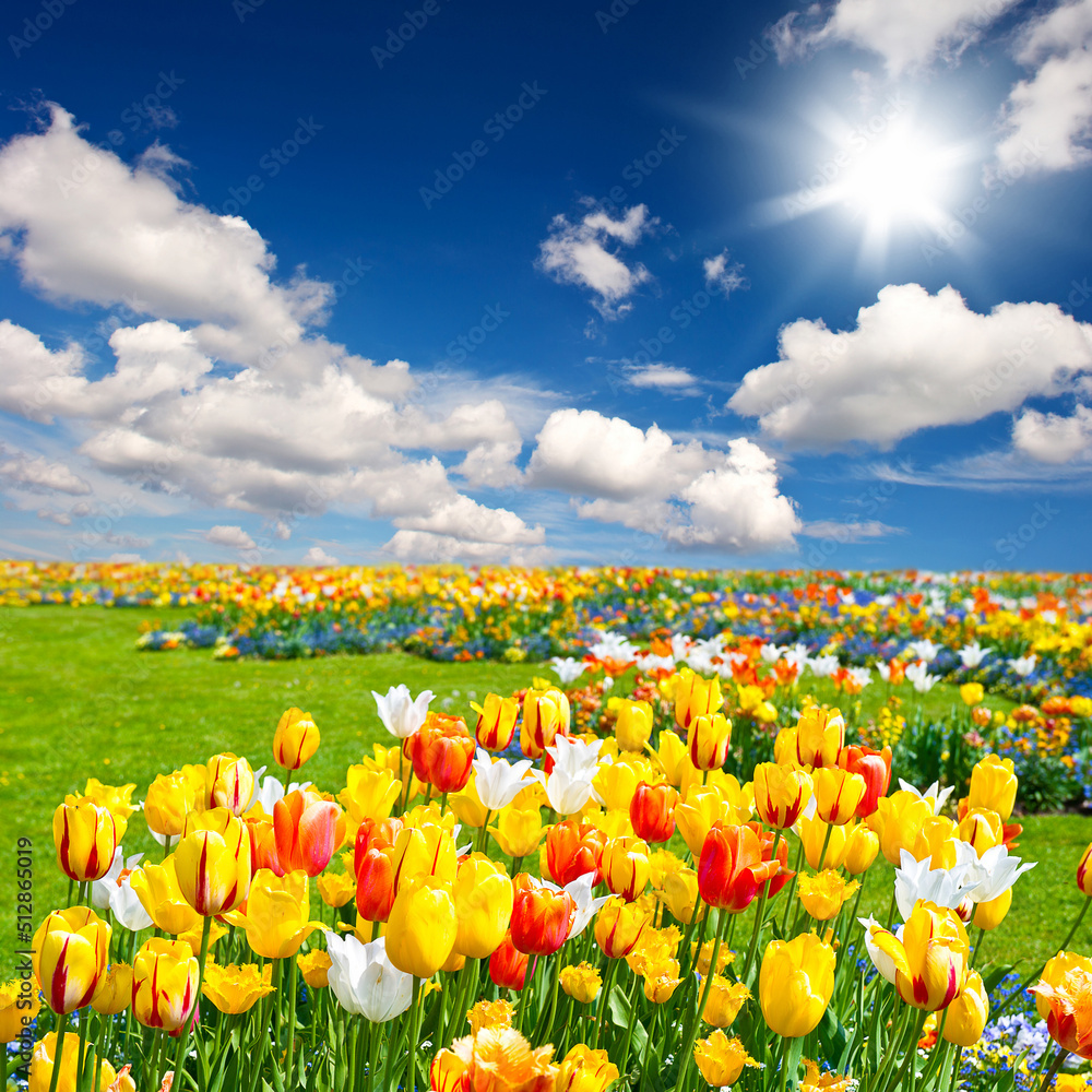 field of tulips