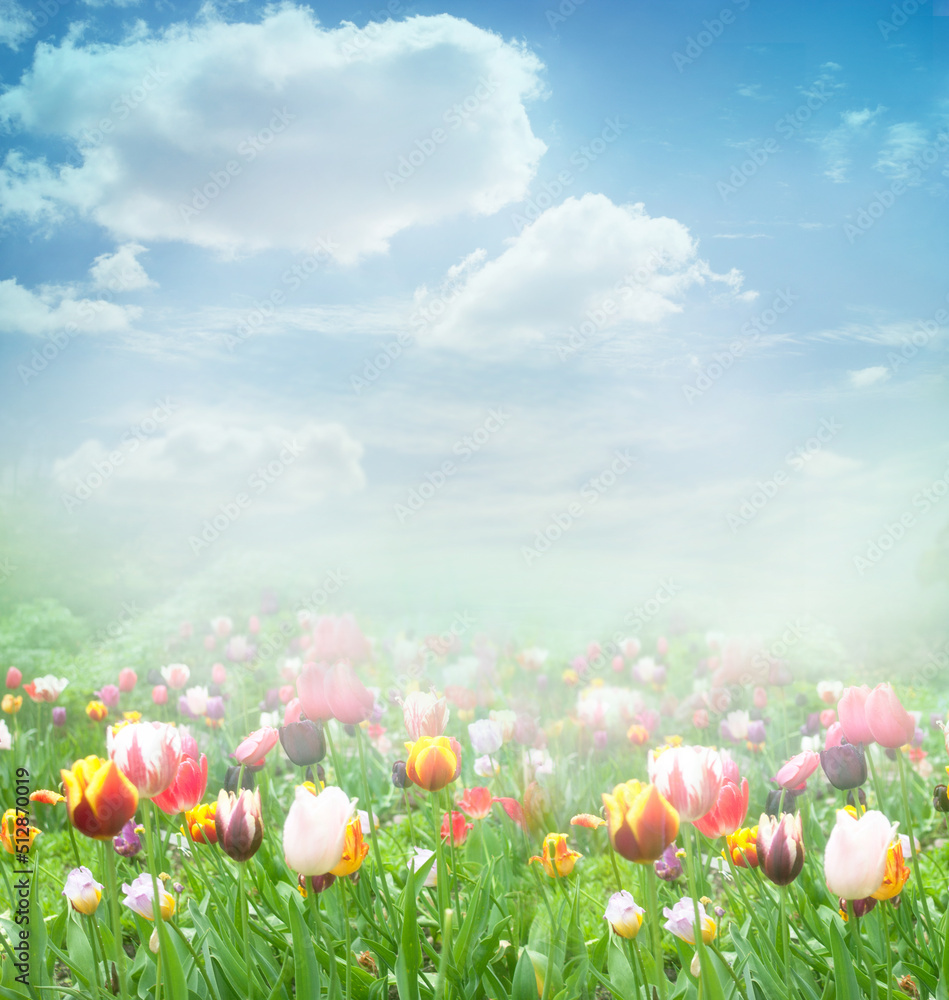 meadow with flowers