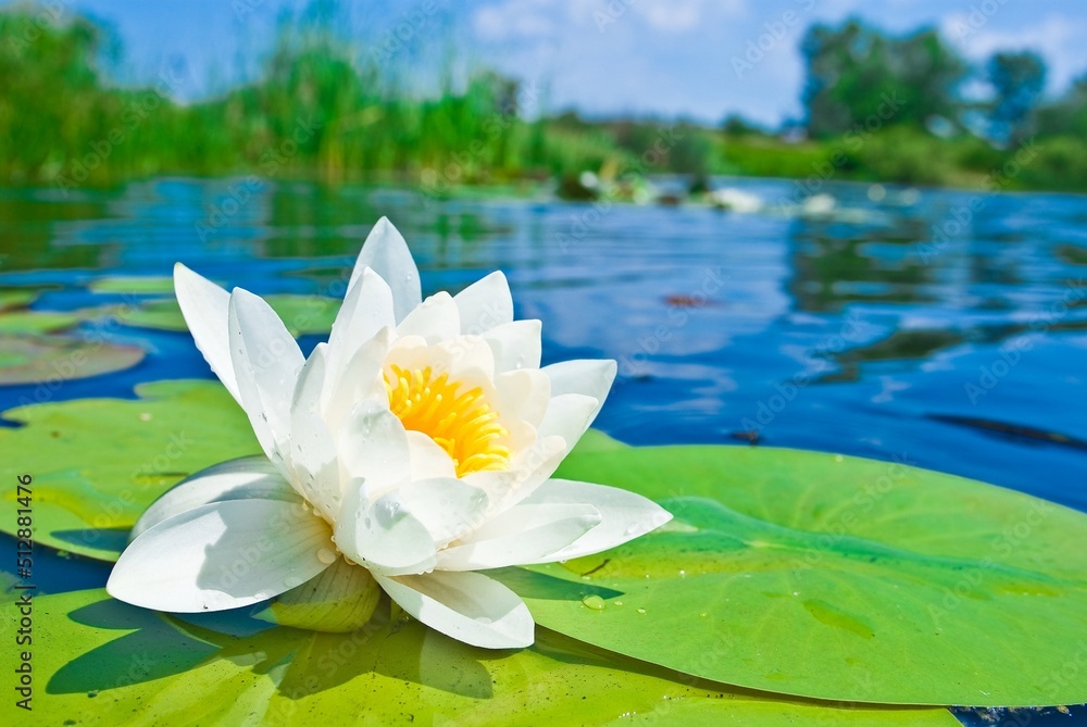 white water lily