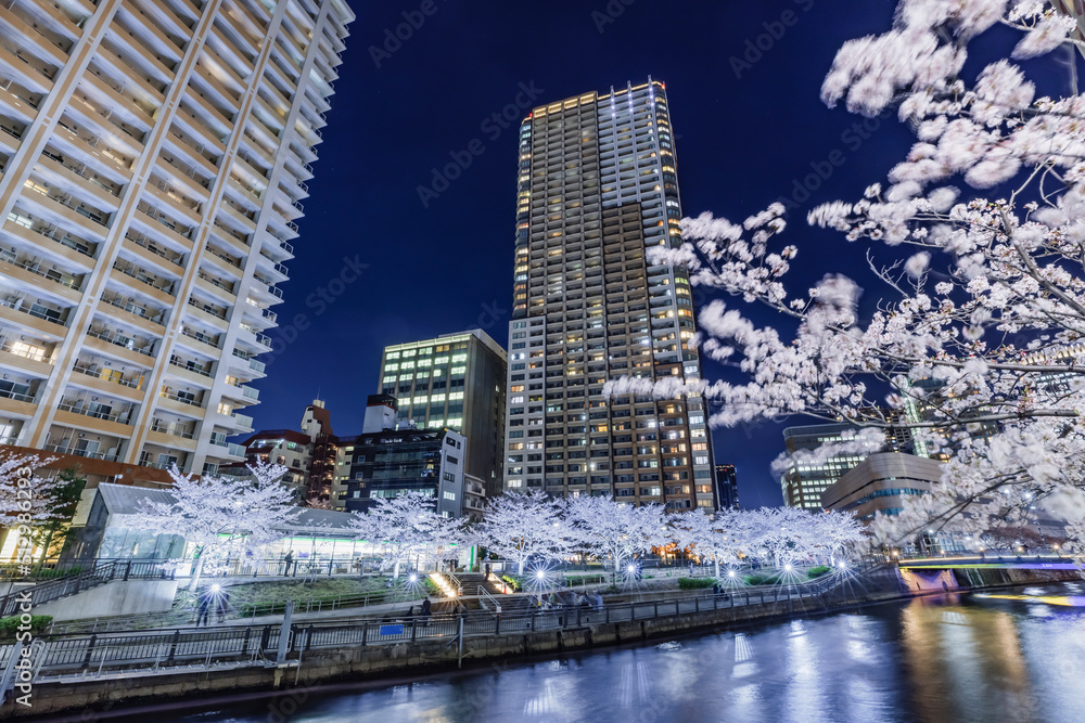 満開の夜桜が綺麗な目黒川沿いのビル群