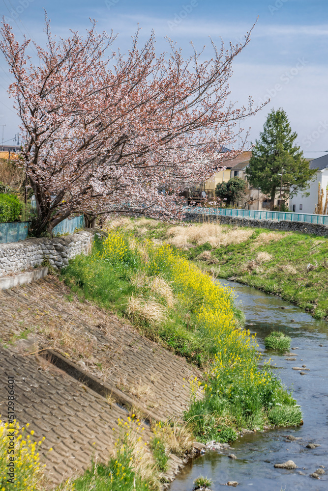 ピンク色が綺麗な満開の桜