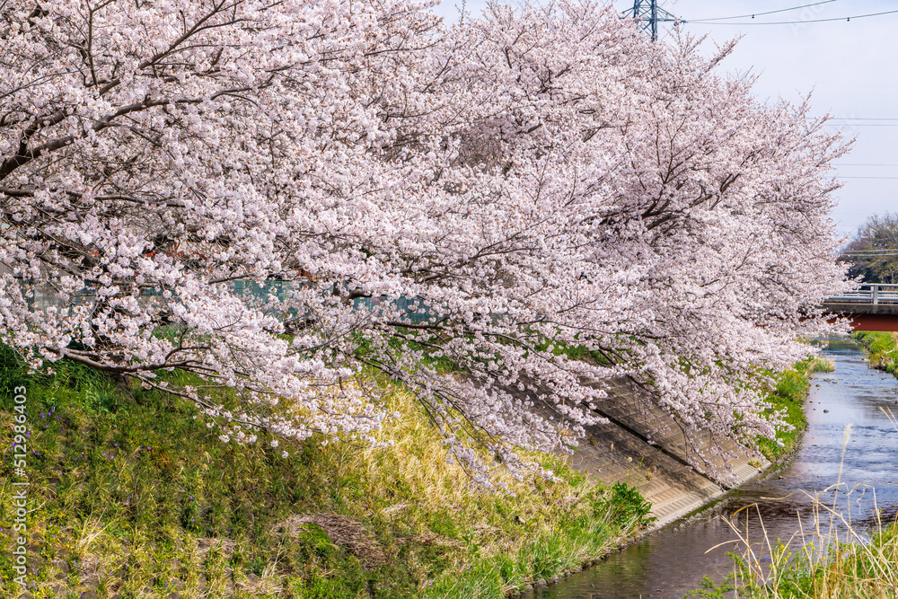 ピンク色が綺麗な満開の桜