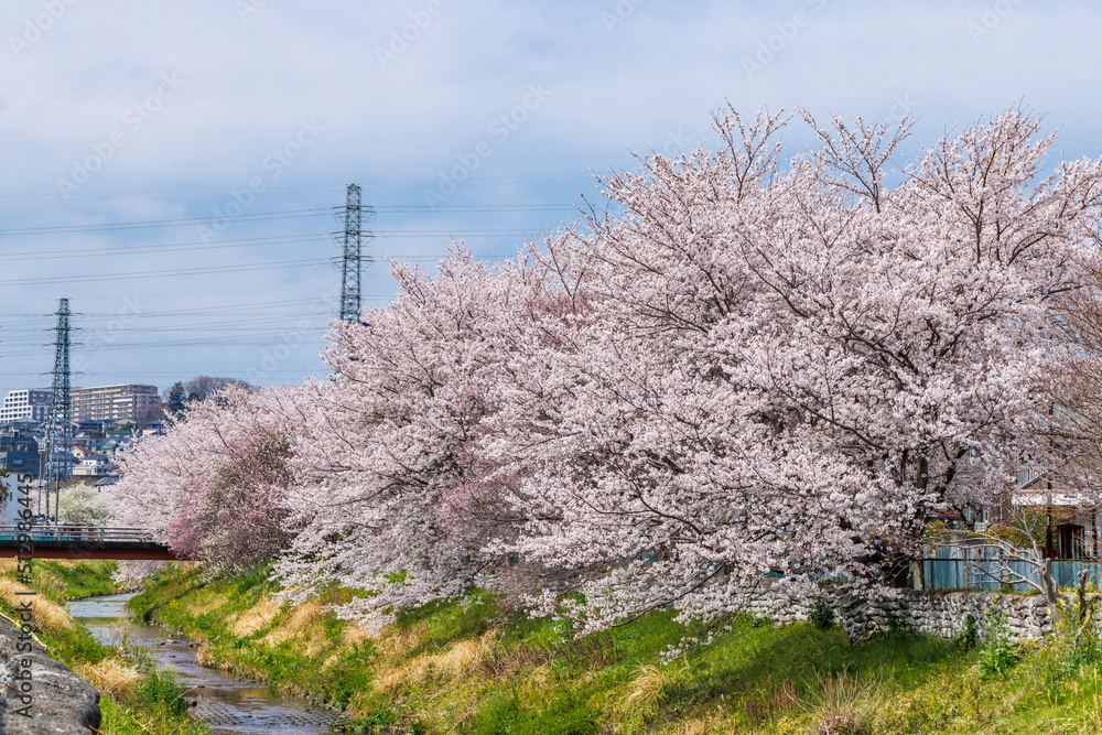 ピンク色が綺麗な満開の桜