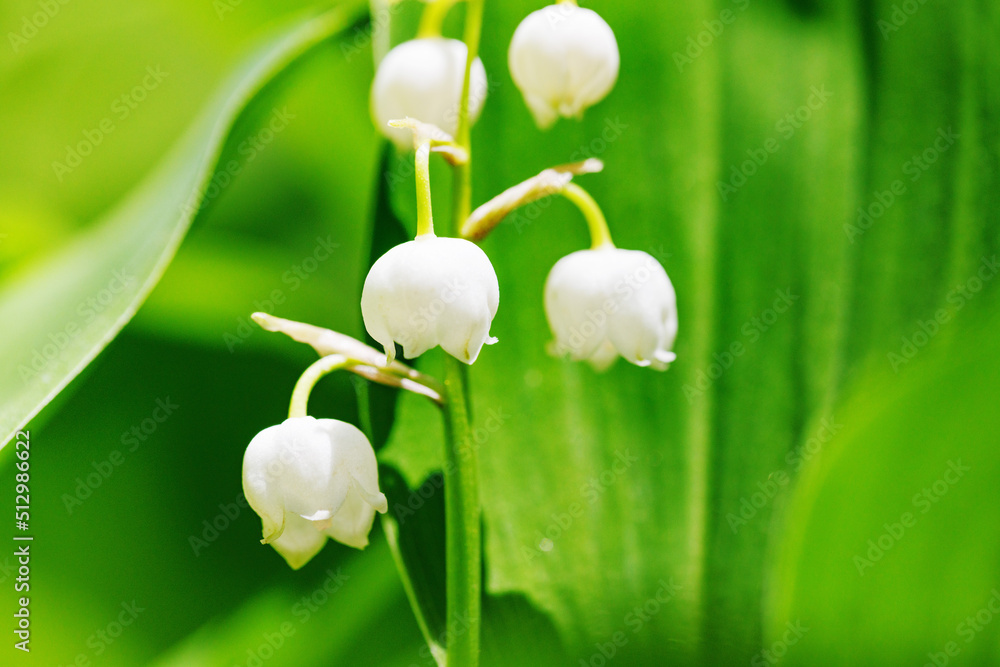 新緑の葉が綺麗なスズランの花