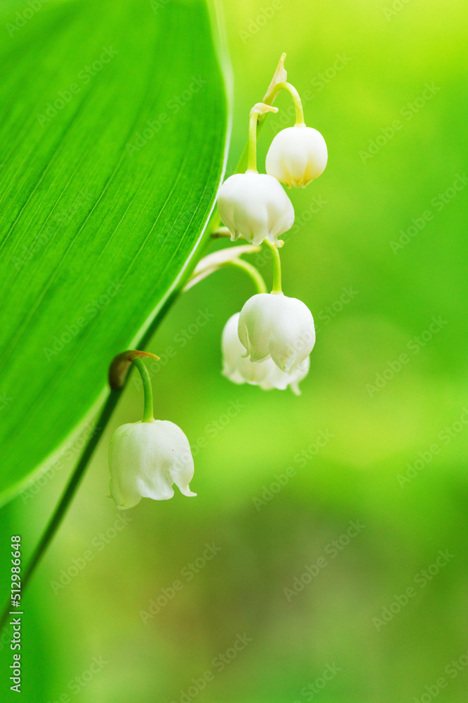 新緑の葉が綺麗なスズランの花