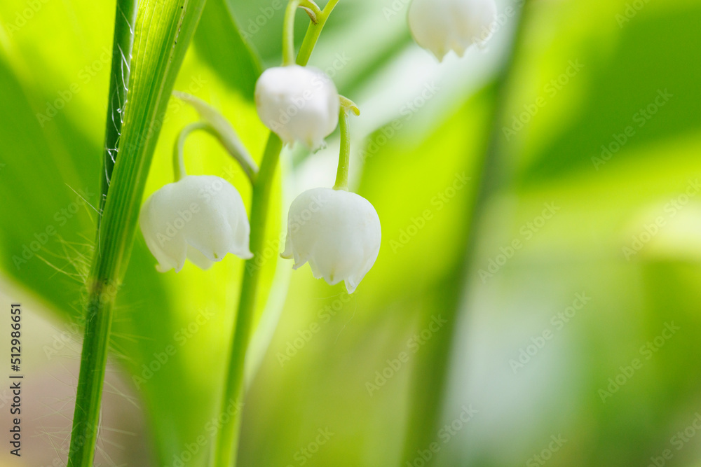 新緑の葉が綺麗なスズランの花