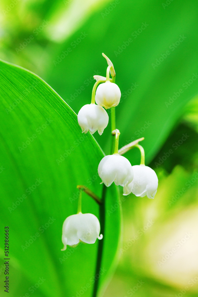 新緑の葉が綺麗なスズランの花