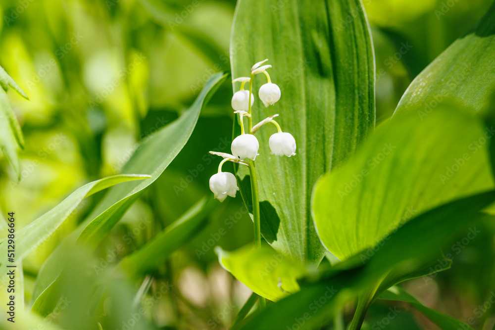 新緑の葉が綺麗なスズランの花