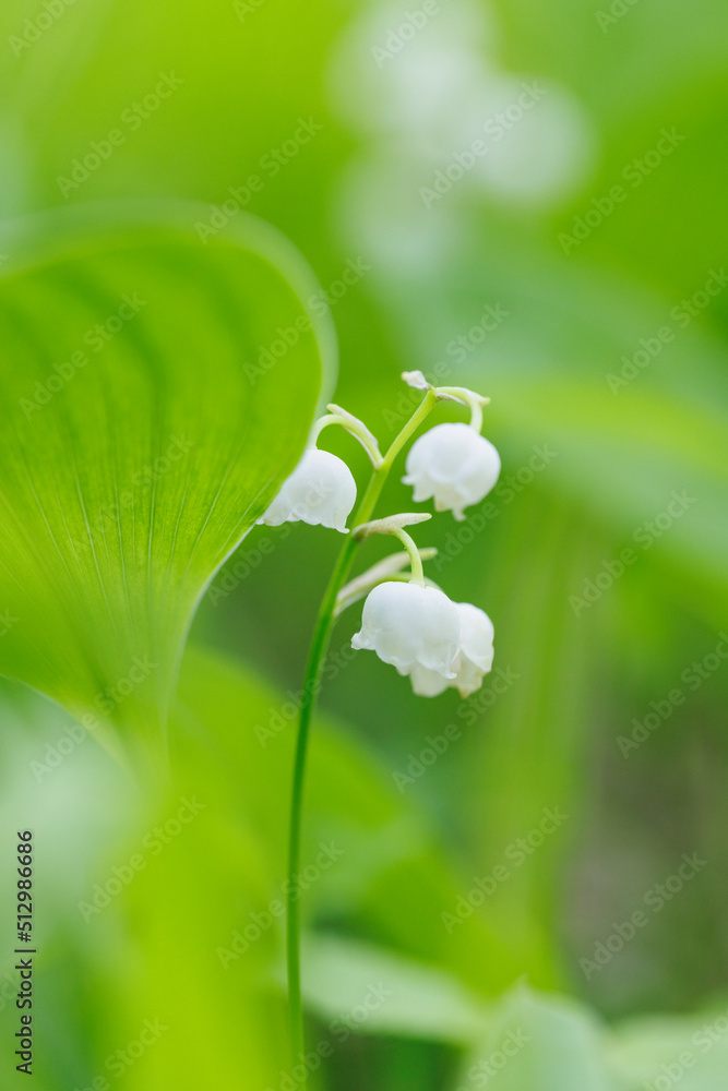 新緑の葉が綺麗なスズランの花