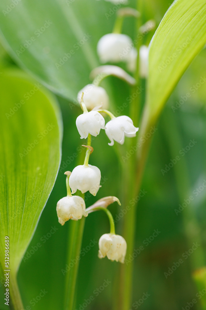 新緑の葉が綺麗なスズランの花