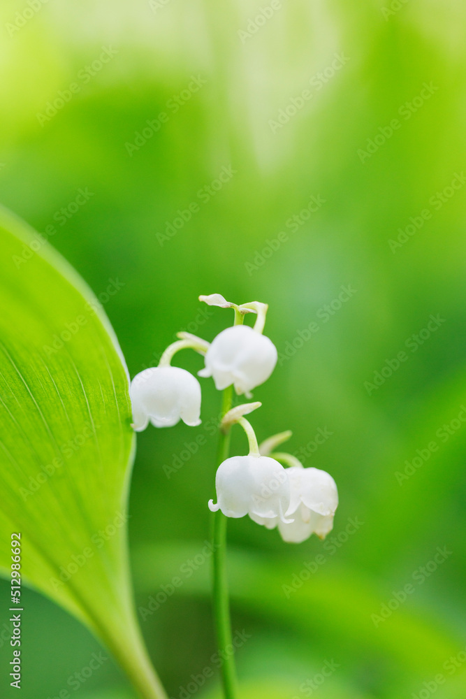 新緑の葉が綺麗なスズランの花