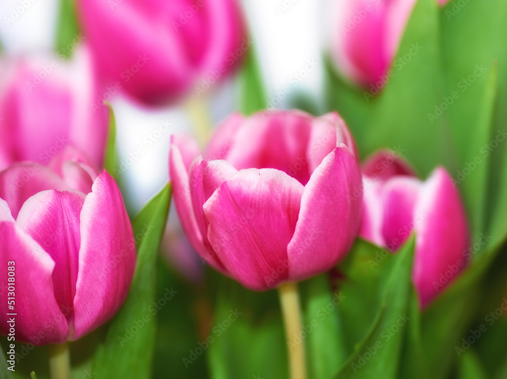 Beautiful bunch of pink tulips against blurred background. Mothers day, Valentines Day or birthday c