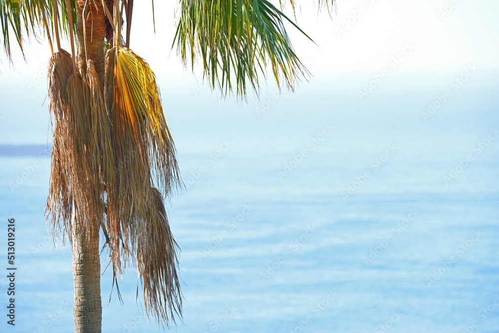 A palm tree with copyspace of a blue ocean and sky in summer. One coconut plant growing in a tropica